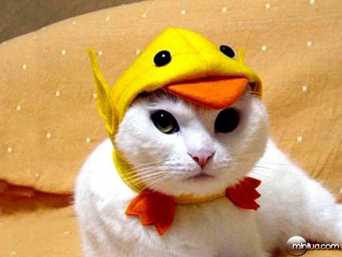 cat-cute-duck-hat