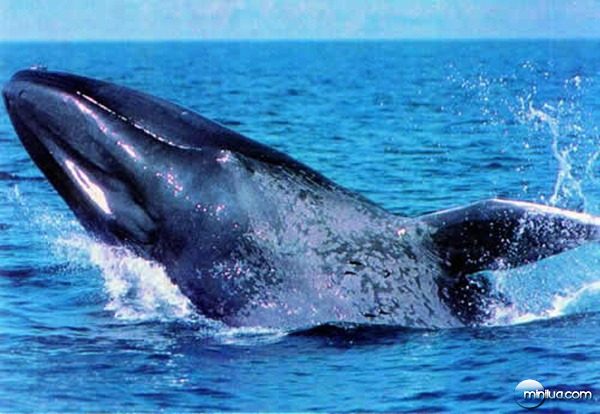 foto-baleia-azul-01