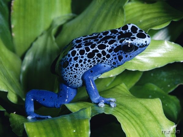 Blue-Poison-Dart-Frog2