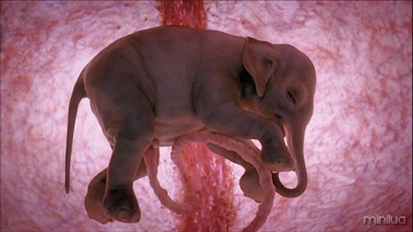 IMAGES ARE FOR YOUR ONE-TIME EXCLUSIVE USE ONLY FOR MEDIA PROMOTION OF THE NATIONAL GEOGRAPHIC BOOK "IN THE WOMB -- ANIMALS." NO SALES, NO TRANSFERS. </p>
<p>Elephant – p 4-5<br />
An Asian elephant fetus after 12 months in the womb.<br />
Pioneer Productions/David Barlow<br />
