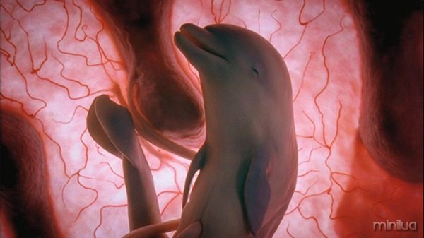 IMAGES ARE FOR YOUR ONE-TIME EXCLUSIVE USE ONLY FOR MEDIA PROMOTION OF THE NATIONAL GEOGRAPHIC BOOK "IN THE WOMB -- ANIMALS." NO SALES, NO TRANSFERS. </p>
<p>Dolphin – p.101<br />
The dolphin’s skin is growing insulating layers.<br />
Pioneer Productions/David Barlow<br />
