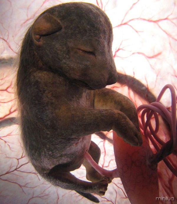 Model of Late Stage Wolf Foetus</p>
<p>ANIMALS IN THE WOMB – DOGS (TX: 23/11/08)</p>
<p>These images are cleared strictly for UK use ONLY and in conjunction with the promotion of Animals In The Womb. If any images are posted online, all non UK regions MUST be geo-blocked.</p>
<p>These are a selection of images using various methods of representation including standard photography, specialist graphics and anatomically accurate models.</p>
<p>Model shots should be credited as David Barlow/Artem Ltd/Pioneer Productions.</p>
<p>CGI Images should be credited as Pioneer Productions.<br />
