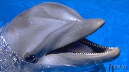 dolphin5911