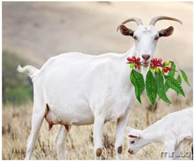 goats-discovered-coffee