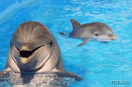goofy-dolphins