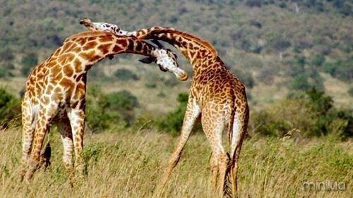 giraffes_fighting