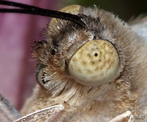 butterfly-eye-closeup