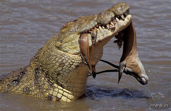 crocodilo-do-nilo-crocodylus-niloticus-5
